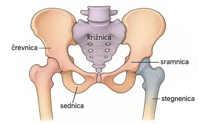 Prikaz medenice - sestavljata jo dve kolčnici in križnica s trtico
