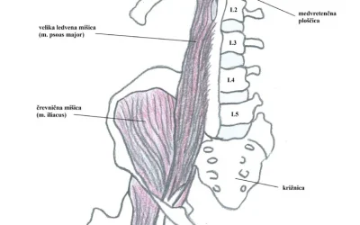 Prikaz mišic, ki upogibajo kolk